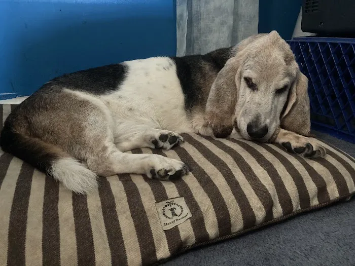 Simmons Animal Hospital 12