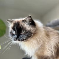 Main Line Veterinary Integrative Practice LLC ico