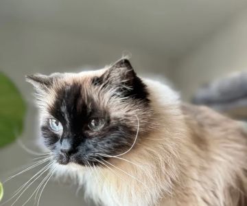 Main Line Veterinary Integrative Practice LLC