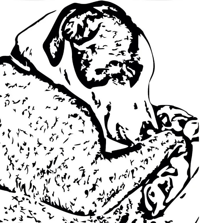 Main Line Veterinary Integrative Practice LLC 5