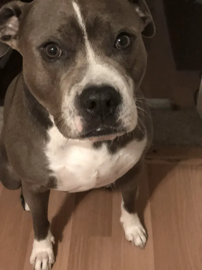 Main Line Veterinary Integrative Practice LLC 6