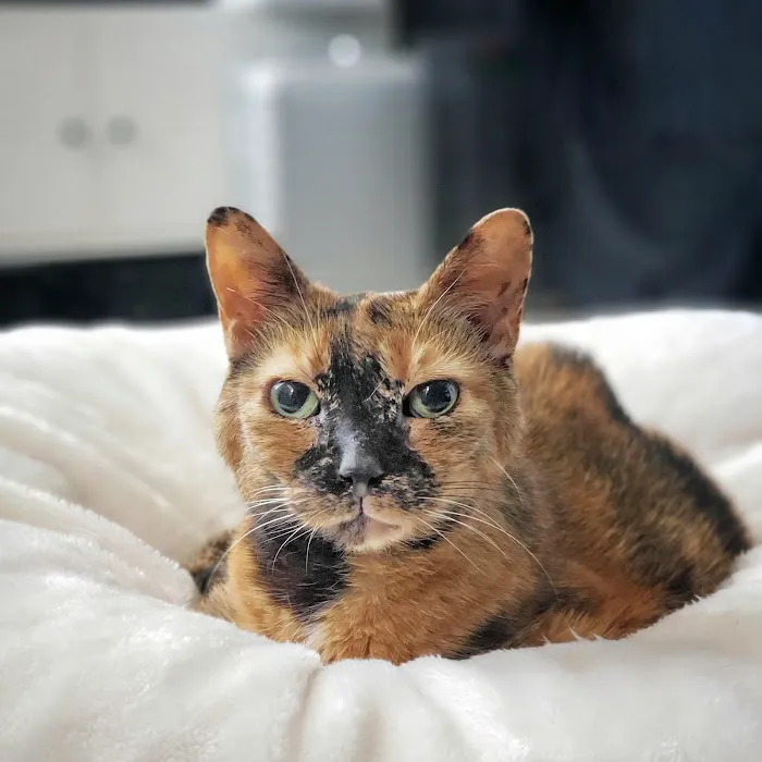 The Cat Doctor 9