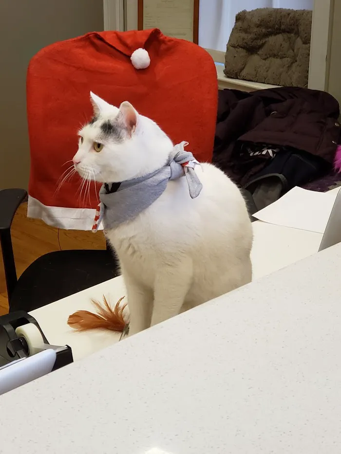The Cat Doctor 1