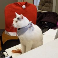 The Cat Doctor ico