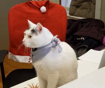 The Cat Doctor