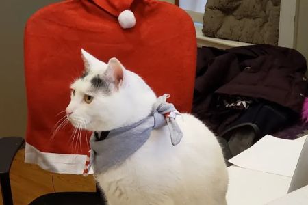 The Cat Doctor