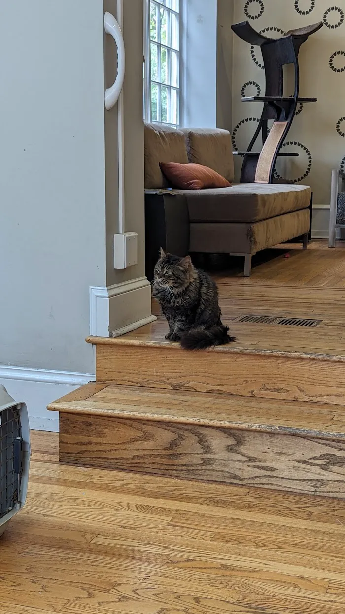 The Cat Doctor 10