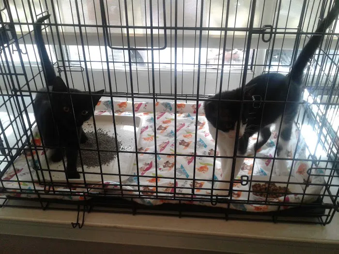 The Cat Doctor 2