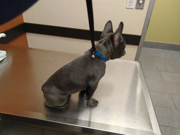 VCA Old Marple Animal Hospital 3