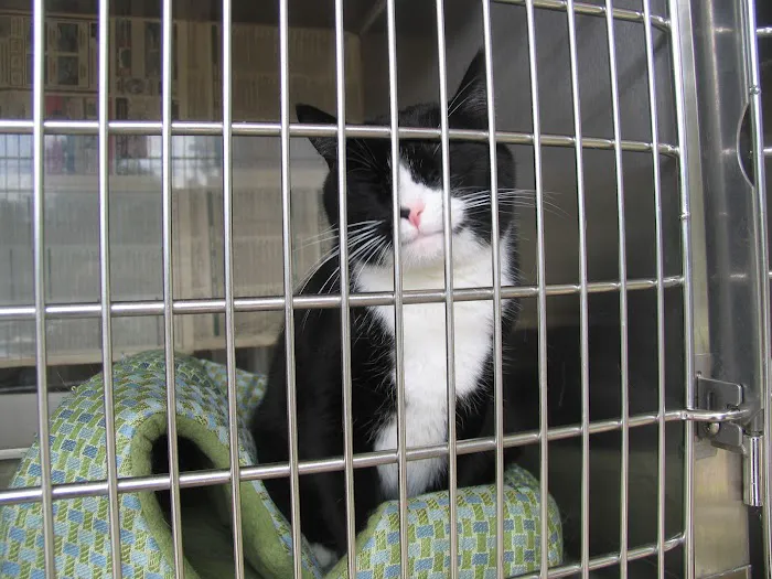 VCA Old Marple Animal Hospital 1