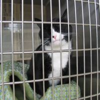 VCA Old Marple Animal Hospital ico