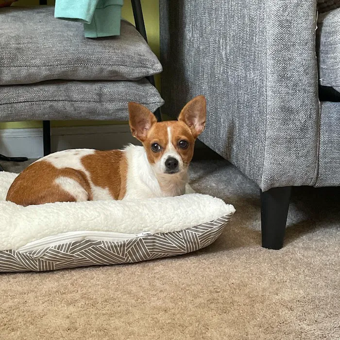 VCA Old Marple Animal Hospital 8