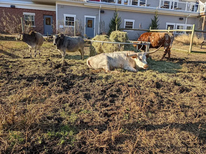 Mount Laurel Animal Hospital 7
