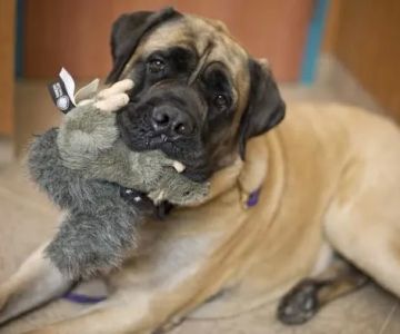 Red Bank Veterinary Hospital - Mt. Laurel
