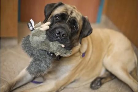 Red Bank Veterinary Hospital - Mt. Laurel