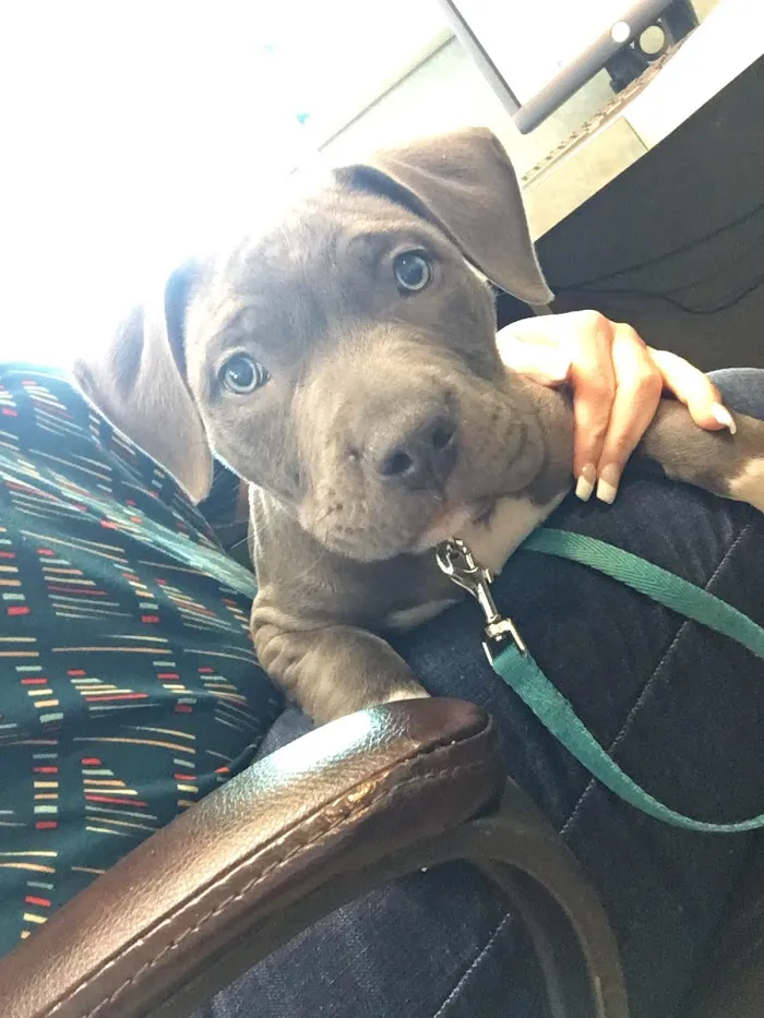 Animals First + Veterinary Hospital & Urgent Care 12