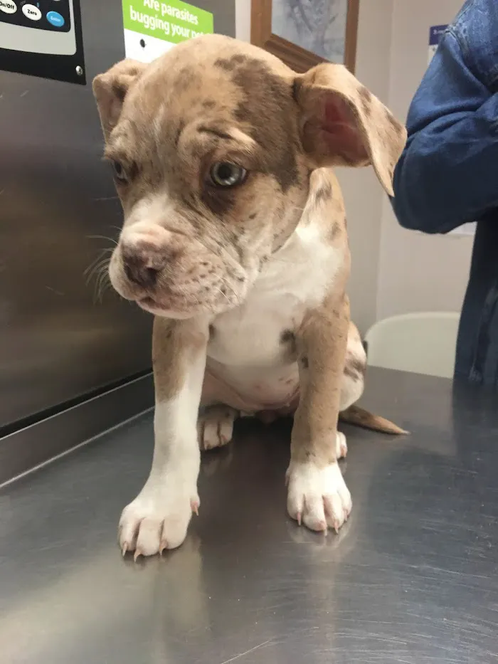 Animals First + Veterinary Hospital & Urgent Care 12