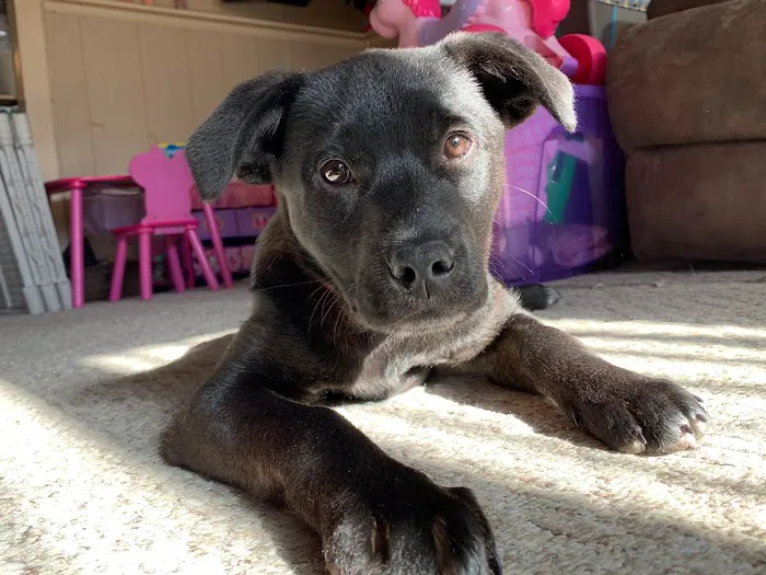 Animals First + Veterinary Hospital & Urgent Care 12