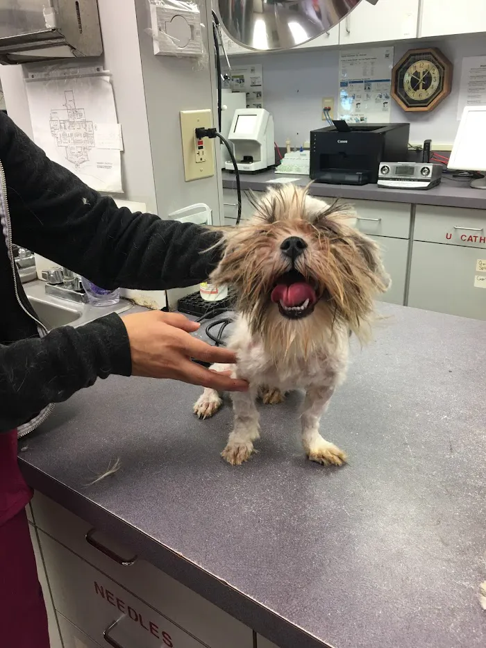 Animals First + Veterinary Hospital & Urgent Care 12