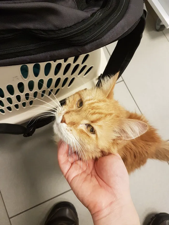City Cat Vets 12