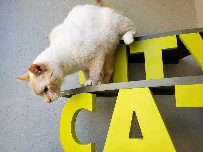 City Cat Vets 12