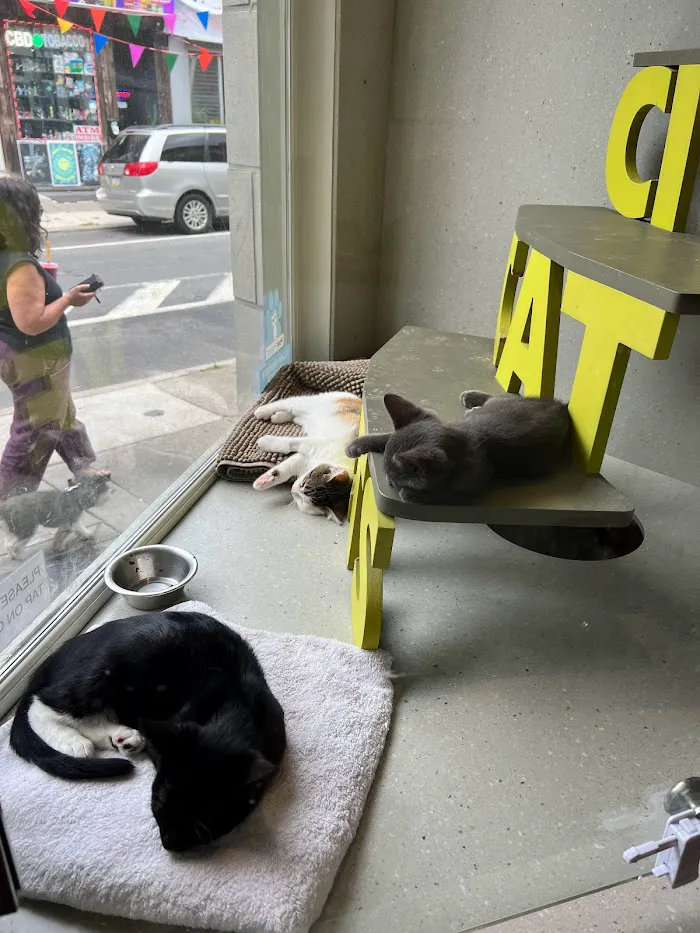 City Cat Vets 12