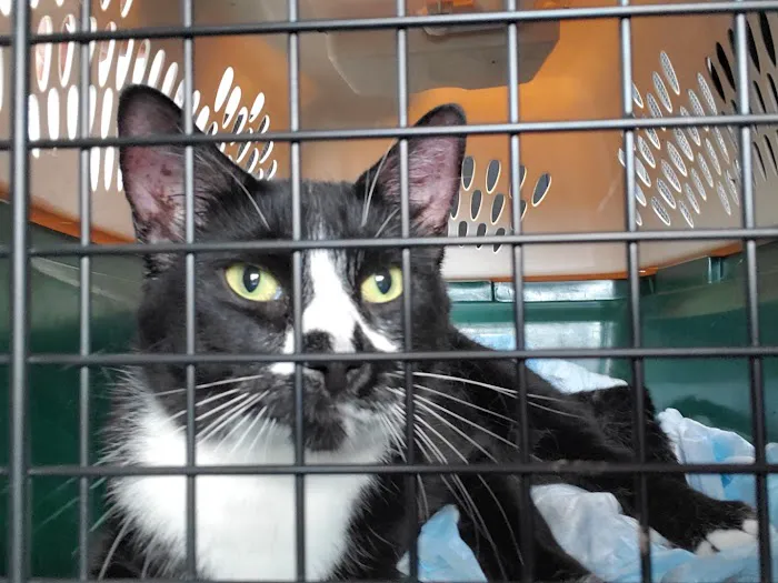 City Cat Vets 12