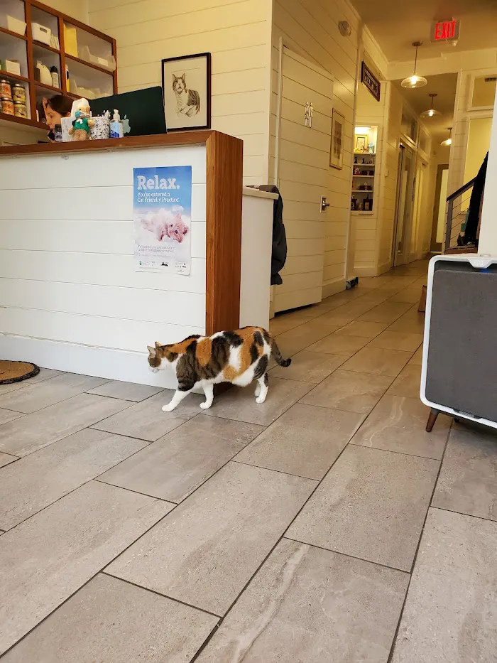 City Cat Vets 12