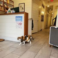 City Cat Vets ico