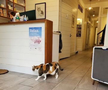 City Cat Vets