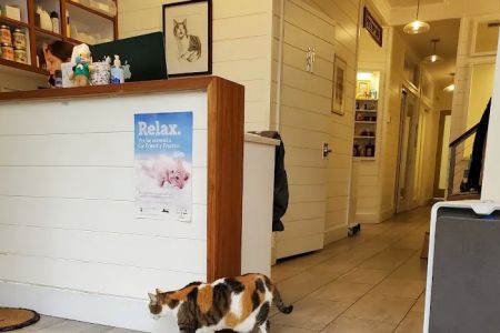 City Cat Vets