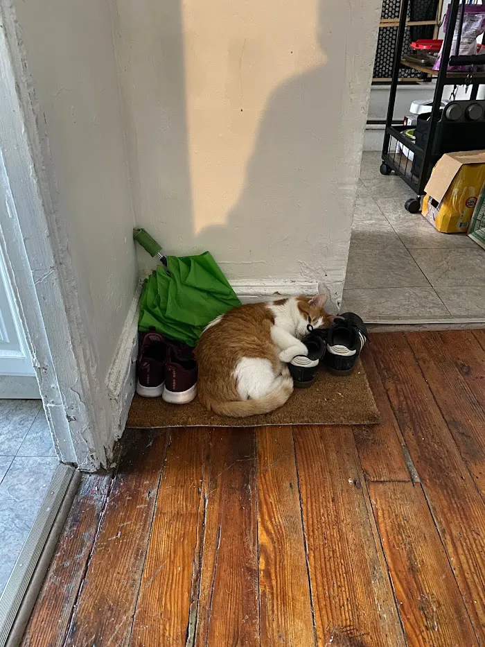 Fishtown Animal Hospital 5