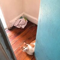Fishtown Animal Hospital ico