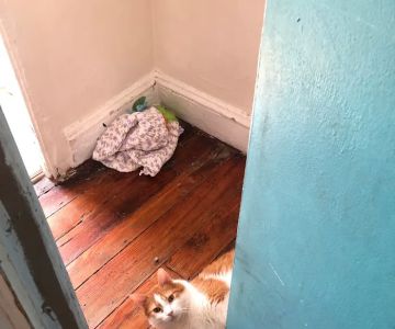 Fishtown Animal Hospital