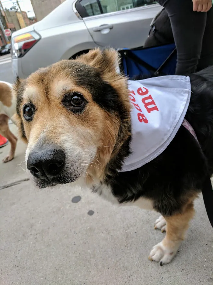 Fishtown Animal Hospital 9