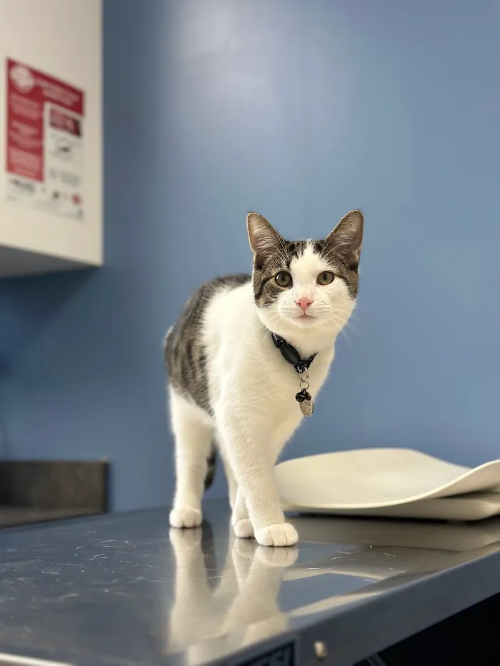 Fishtown Animal Hospital 10