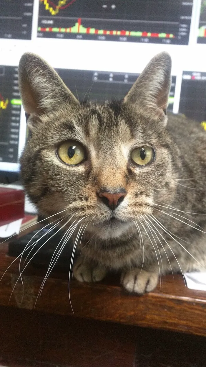 O'Neal Animal Hospital 1