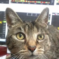 O'Neal Animal Hospital ico