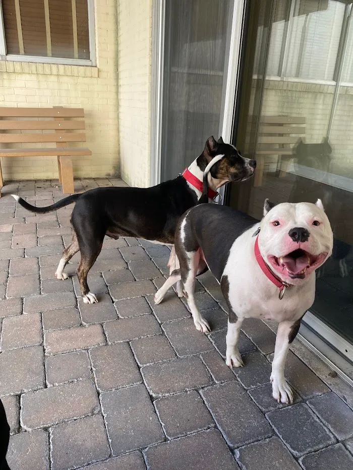 O'Neal Animal Hospital 3