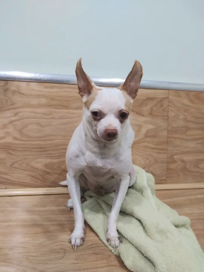 Pet Health Center 8