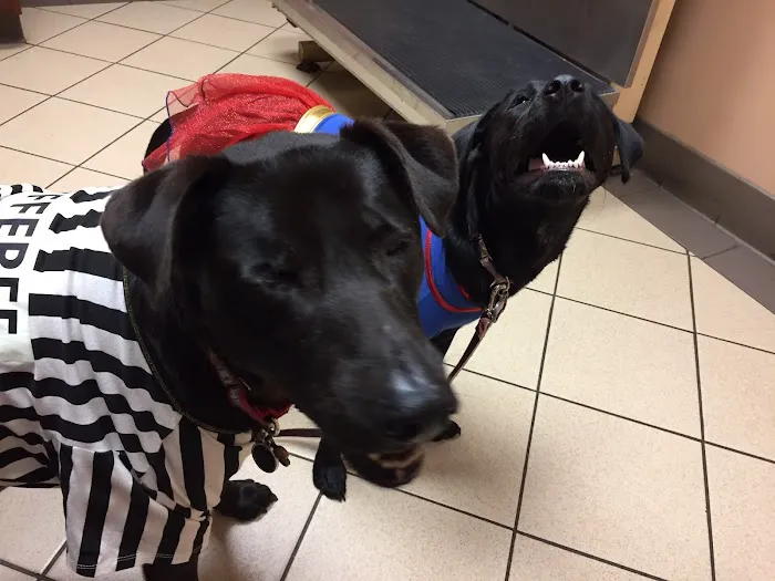 Rothman Animal Hospital 12
