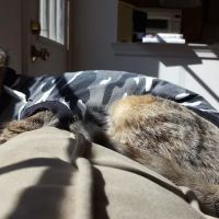Rothman Animal Hospital ico