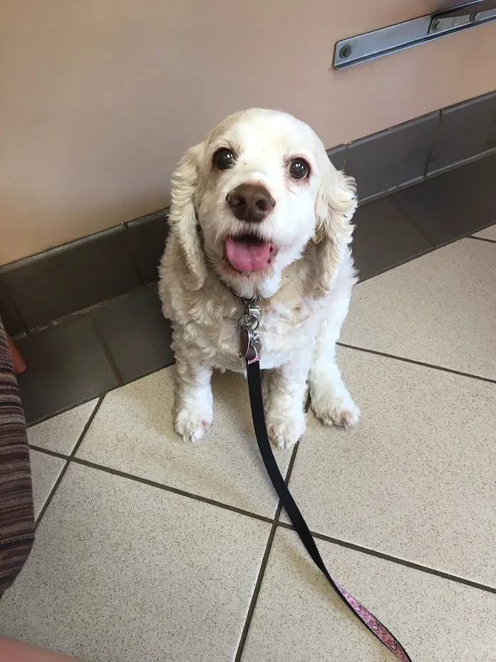 Rothman Animal Hospital 12