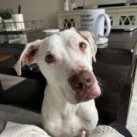 The Pet Mechanic Fishtown ico