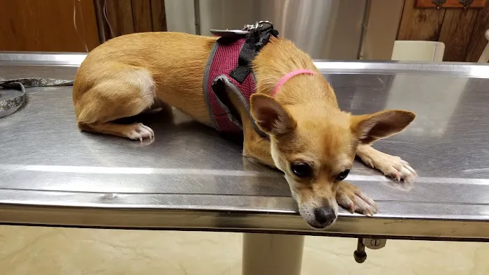Sheehan Veterinary Centre 7