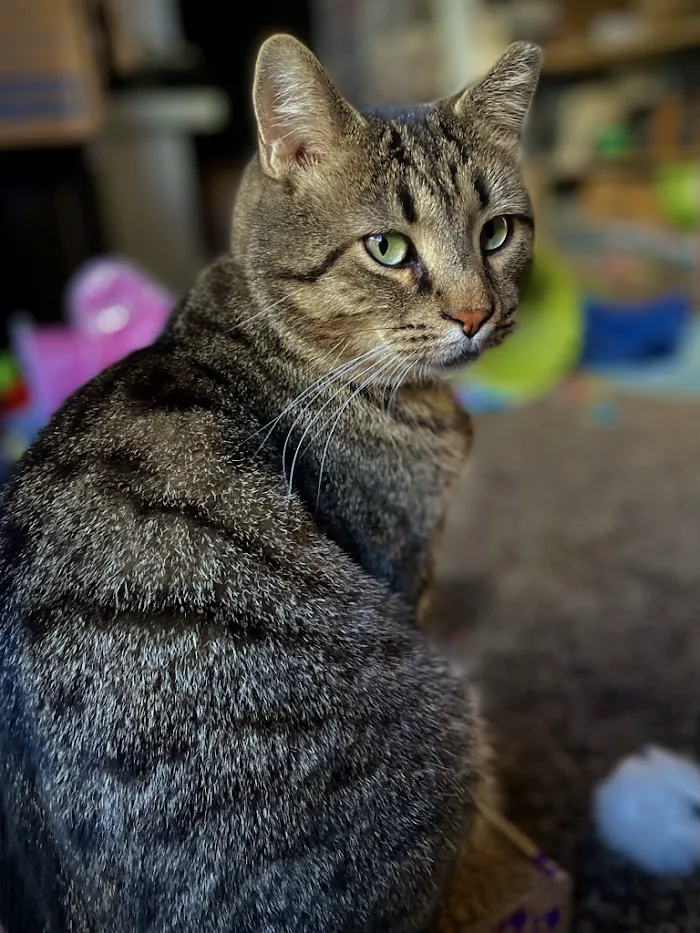 2nd Street Animal Hospital & Exotic Clinic 6
