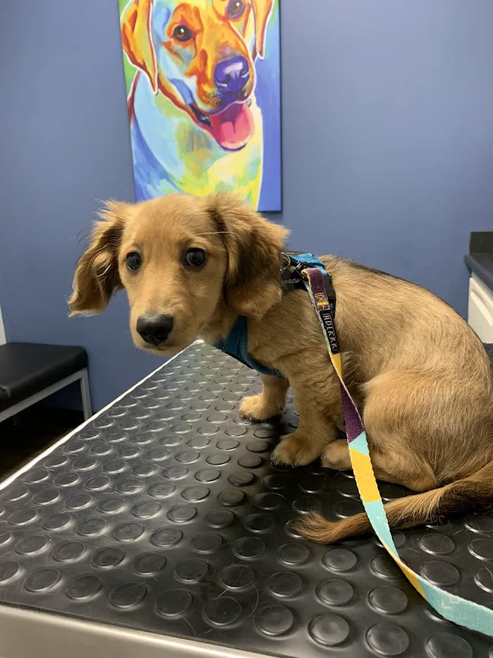 2nd Street Animal Hospital & Exotic Clinic 8