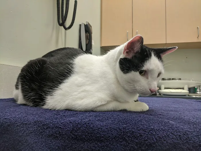 VCA Cat Hospital of Philadelphia 12