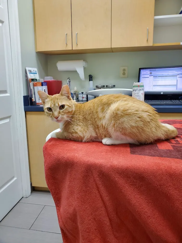 VCA Cat Hospital of Philadelphia 12