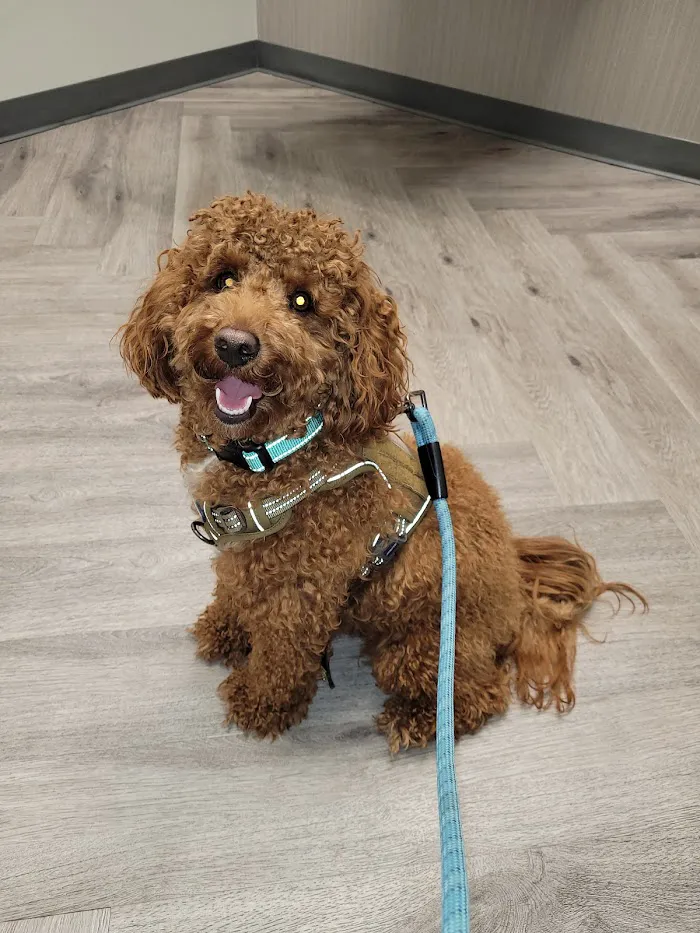 Art Museum Veterinary Center 12